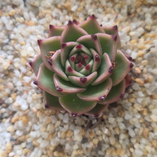 Photo of the plant species Blue Dragon by @YourPalBarb named Gaga on Greg, the plant care app