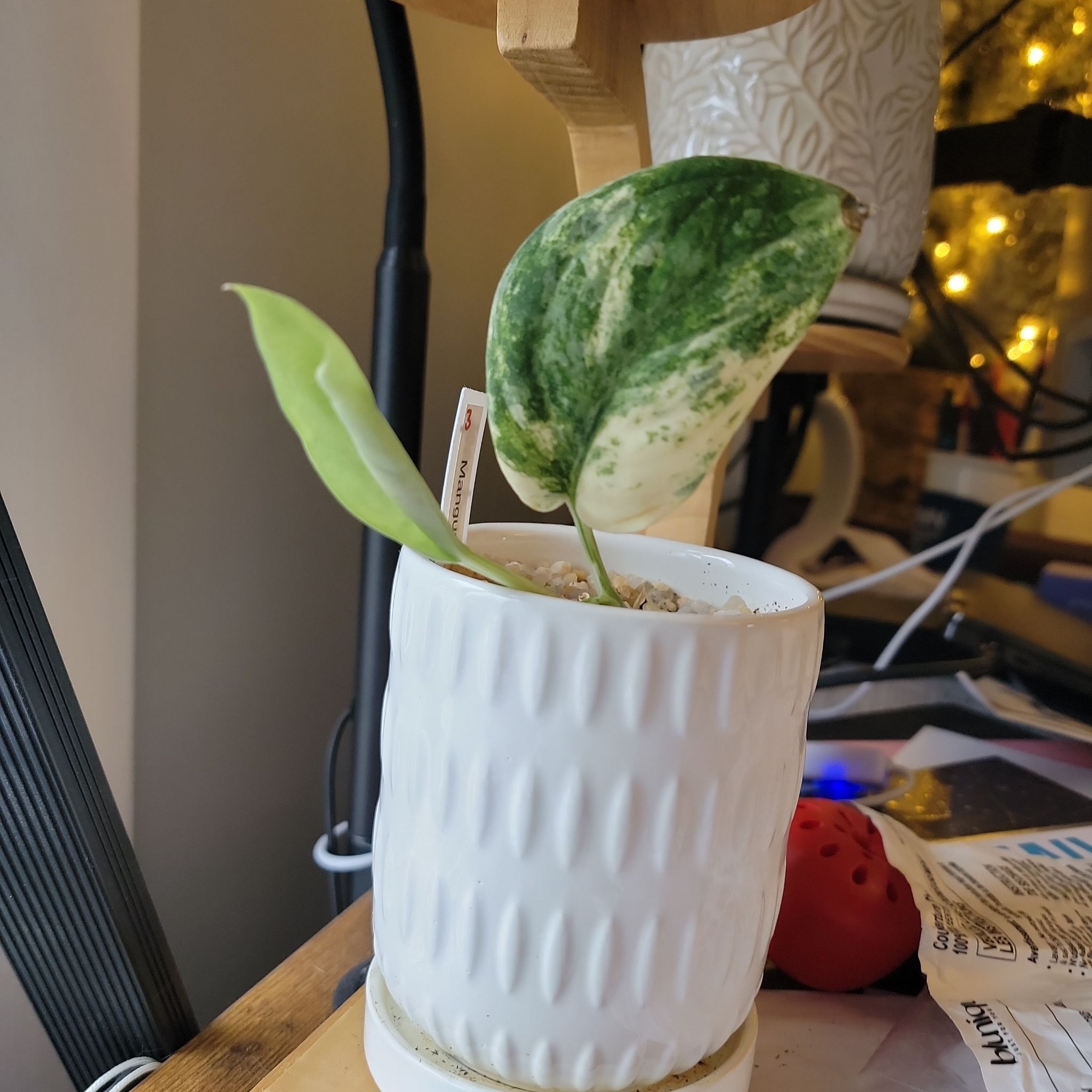 Photo of the plant species Scindapsus pictus ‘Mangurai’ by @YourPalBarb named Mable on Greg, the plant care app