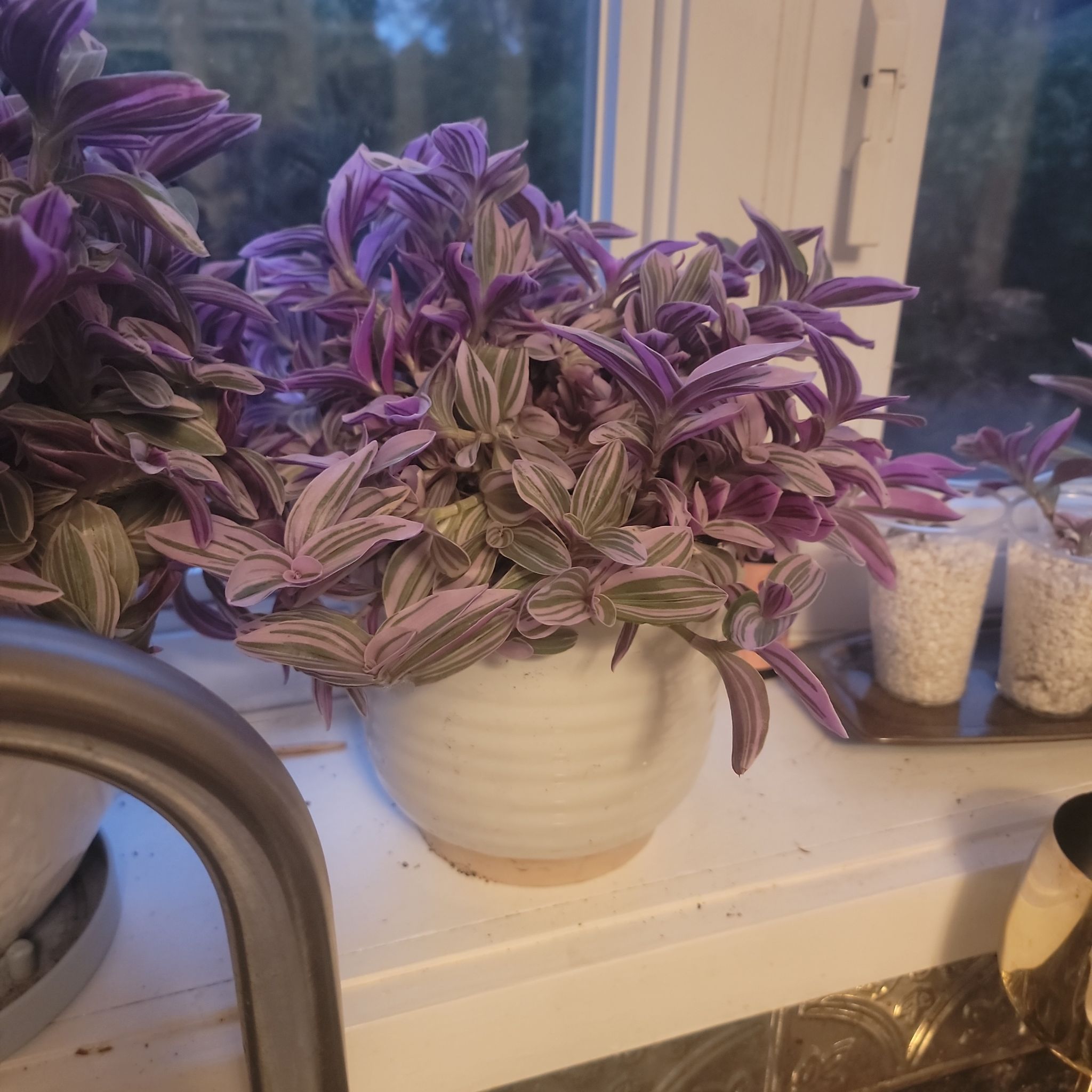 Photo of the plant species Tradescantia Feeling Flirty by @YourPalBarb named Sharon on Greg, the plant care app