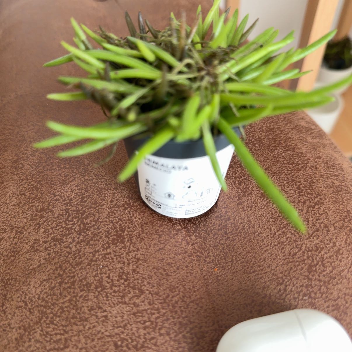 Photo of the plant species Himalayan Senecio by @Jyothi named Prince on Greg, the plant care app