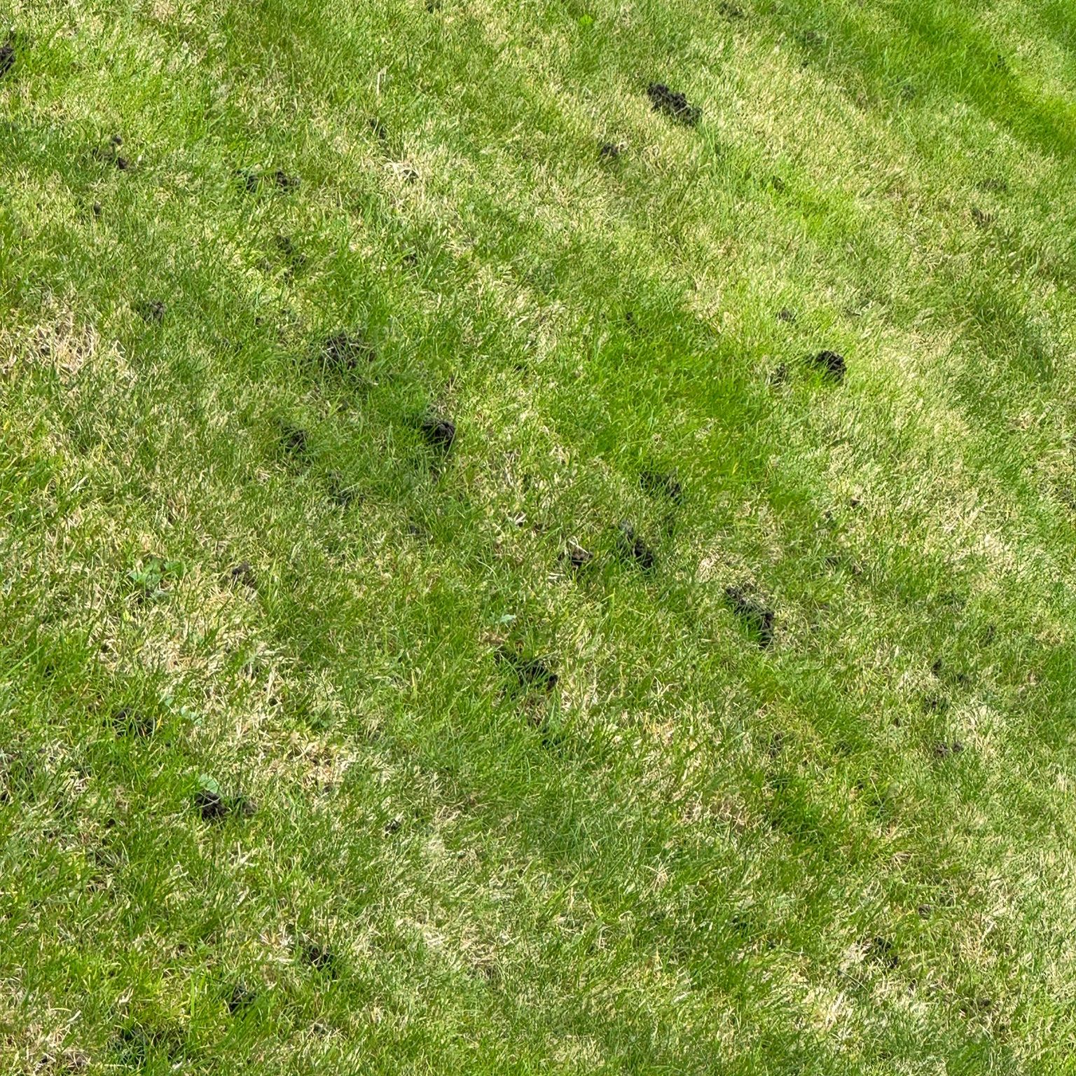 Photo of the plant species Perennial Ryegrass by @Jyothi named Ronaldo on Greg, the plant care app