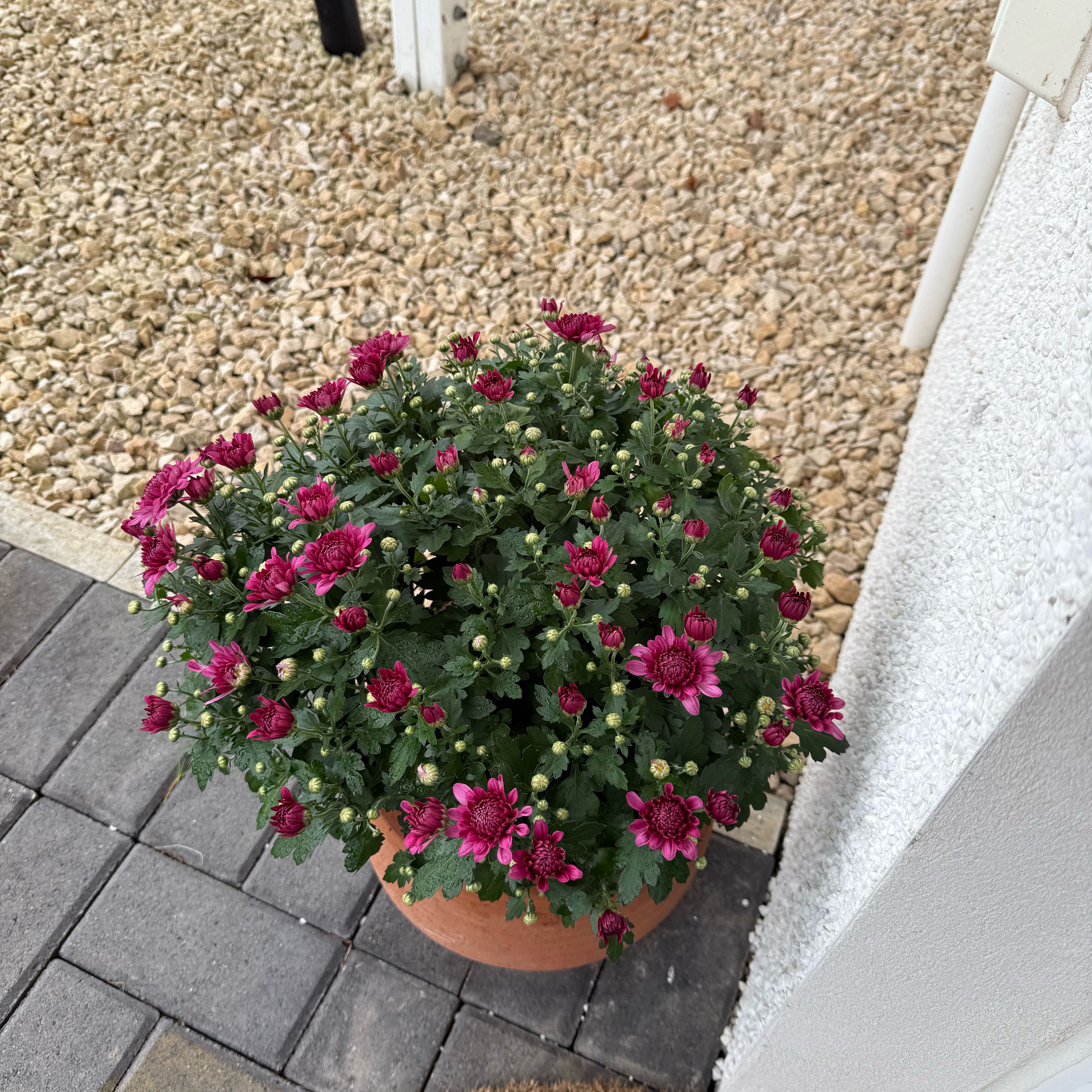 Photo of the plant species Hardy Chrysanthemum by @Jyothi named Achilles on Greg, the plant care app