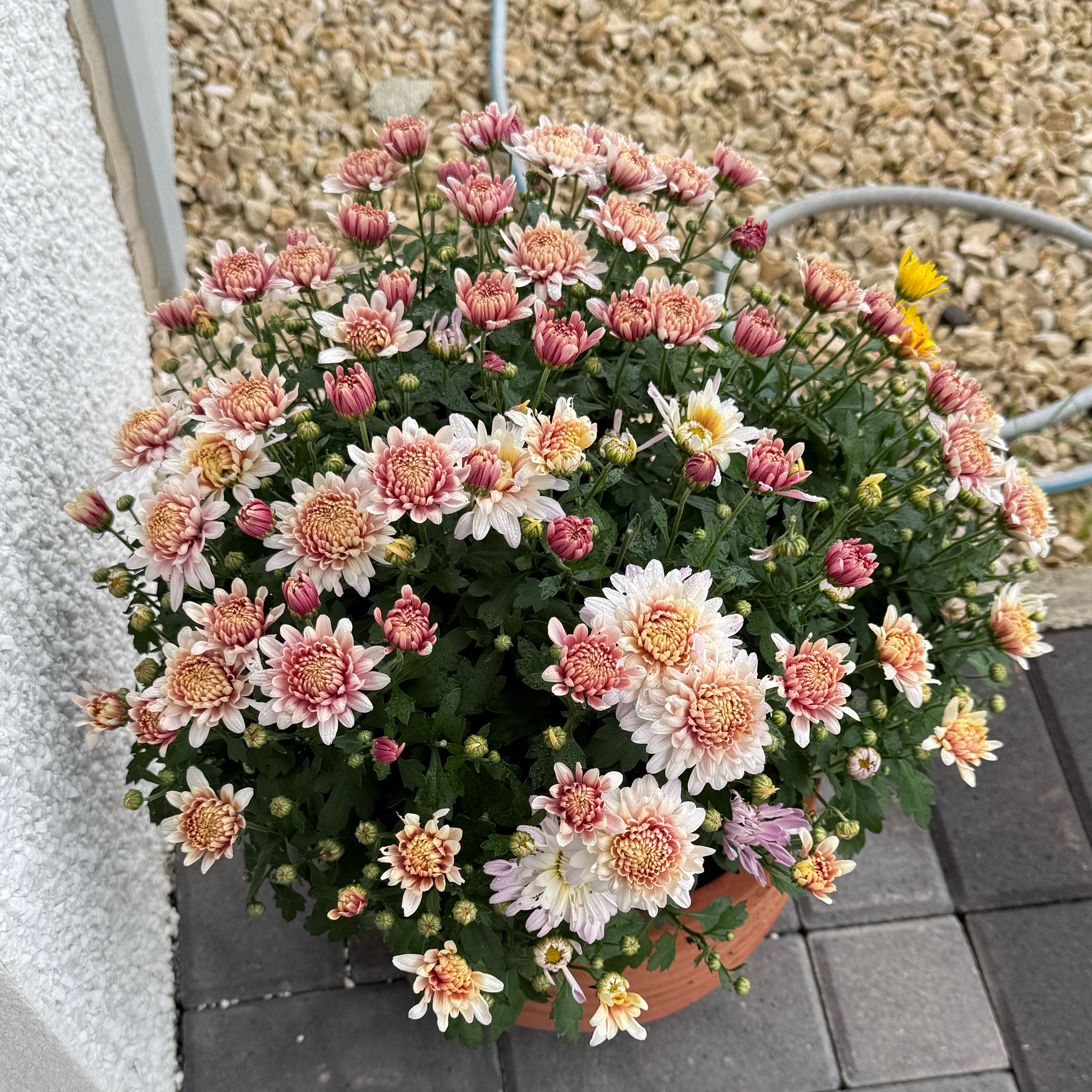 Photo of the plant species Hardy Chrysanthemum by @Jyothi named Emerson on Greg, the plant care app