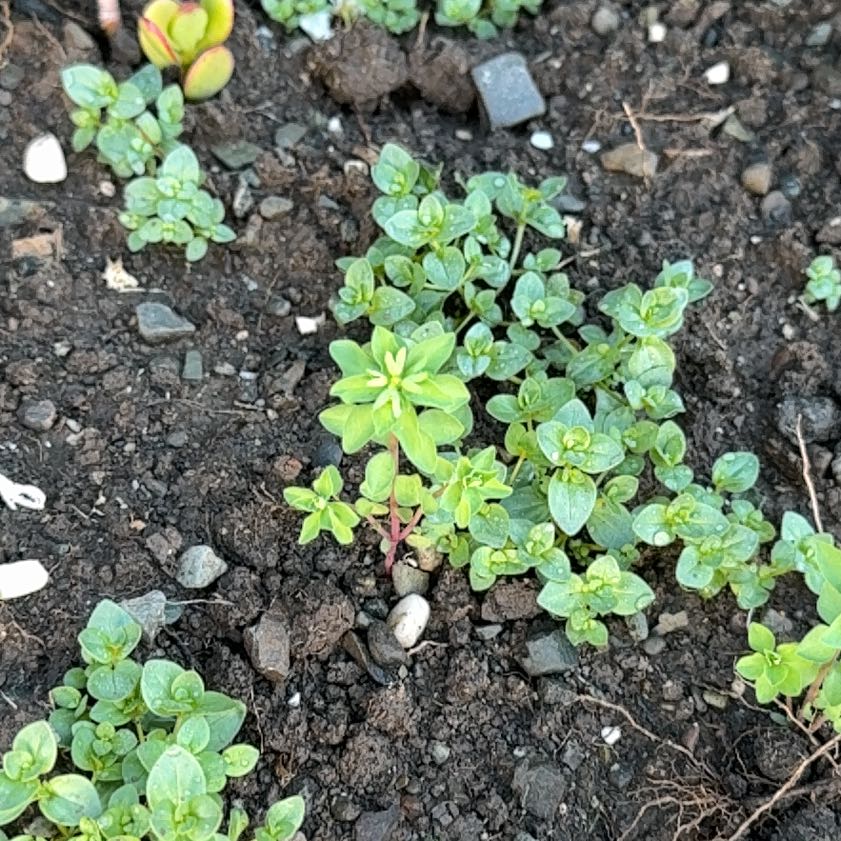 Photo of the plant species Red Chickweed by @PsychedupChia36 named Tupot amaroot on Greg, the plant care app