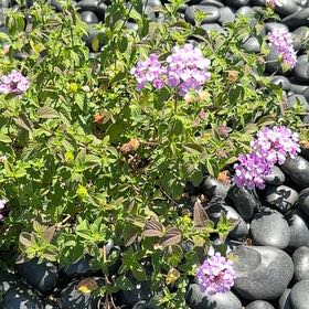 Photo of the plant species Purple Lantana by @PsychedupChia36 named Orlando Bloom on Greg, the plant care app