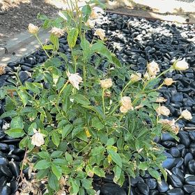 Photo of the plant species Dog Rose by @PsychedupChia36 named Harmony on Greg, the plant care app