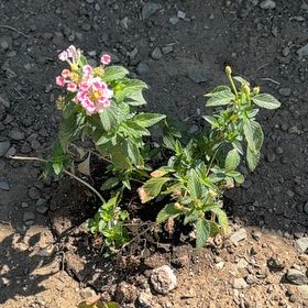 Photo of the plant species Lantana by @PsychedupChia36 named Hamilton on Greg, the plant care app