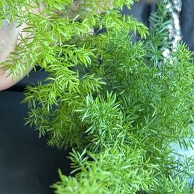 Photo of the plant species Variegated Foxtail Fern by @SubtlePandan3 named Pax on Greg, the plant care app