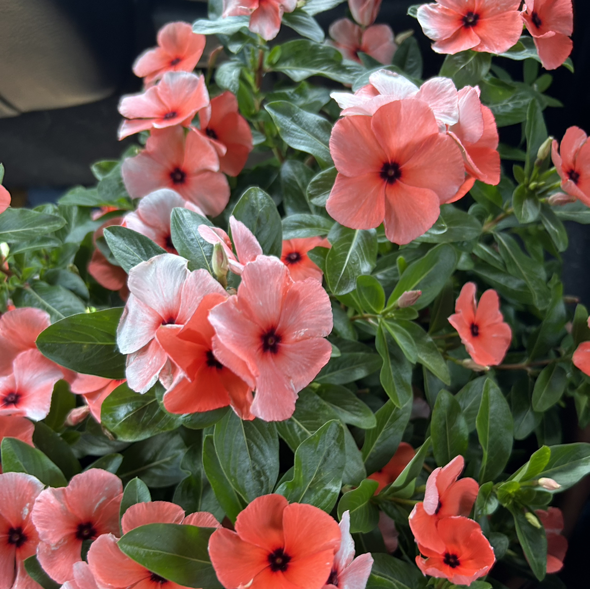 Photo of the plant species Vinca orange by @SubtlePandan3 named Kylie on Greg, the plant care app