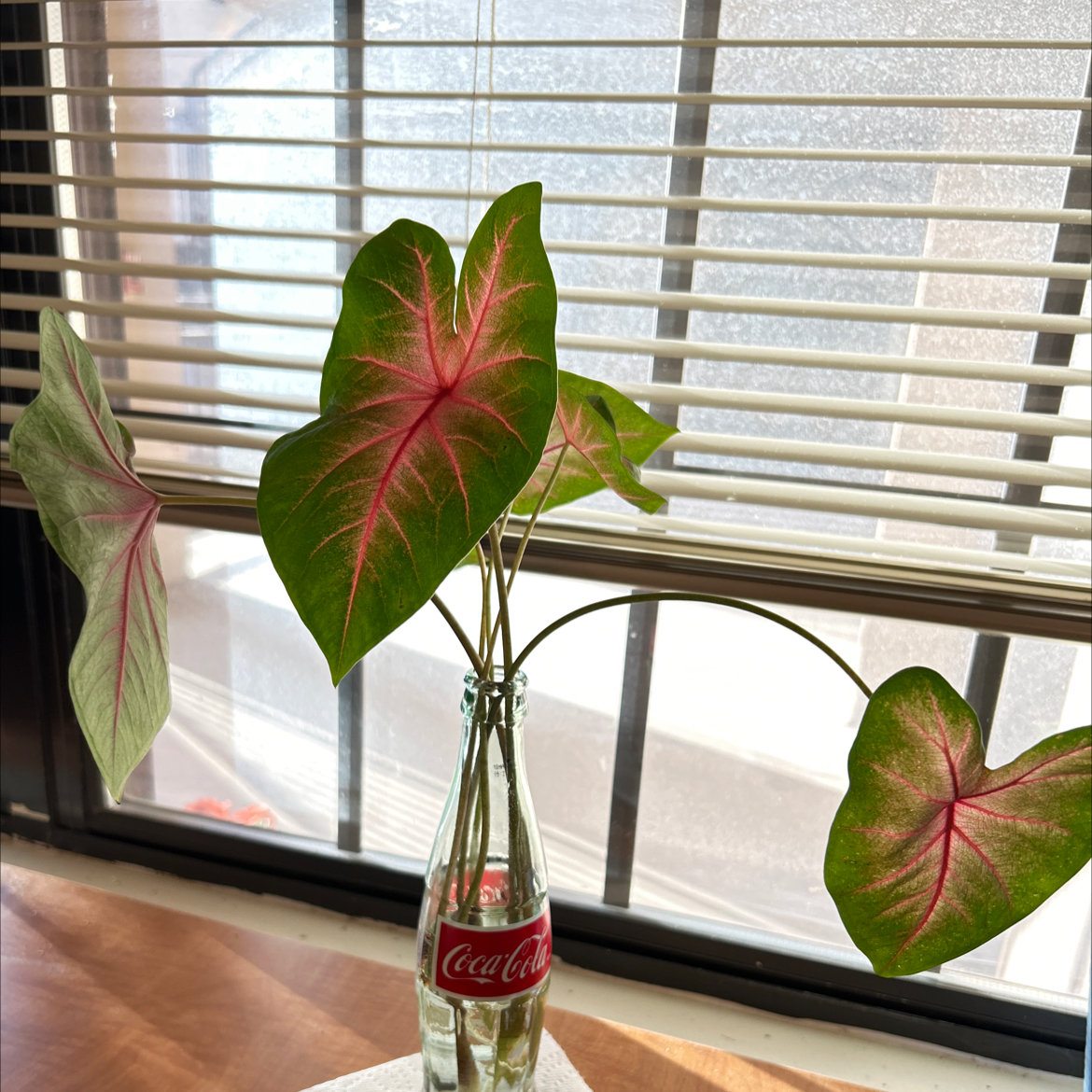 coca