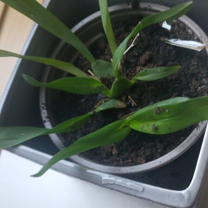 Photo of the plant species 'Fantasy' by @CalmingSapote named Keanu Leaves on Greg, the plant care app
