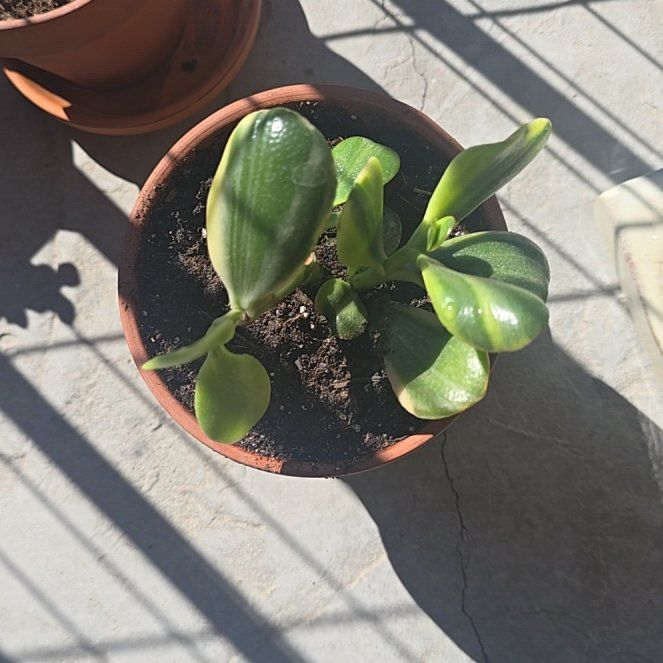 Photo of the plant species Chinese Jade by @JoyfulPepper named McKinley on Greg, the plant care app
