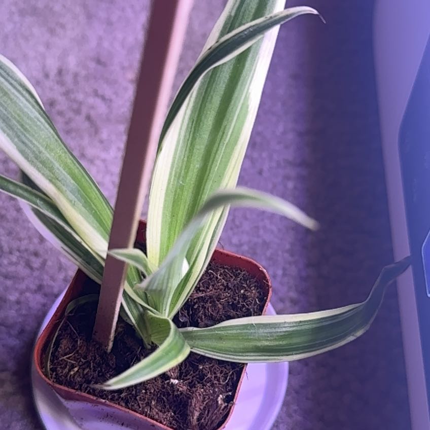 Photo of the plant species Variegated Spider Plant by @KindAlocasia60 named Sage and Savannah on Greg, the plant care app