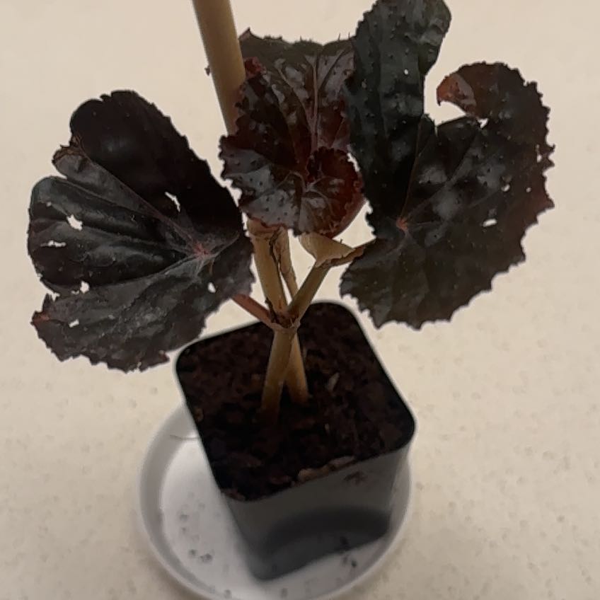 Photo of the plant species Begonia 'Black Magic' by @KindAlocasia60 named Willow on Greg, the plant care app