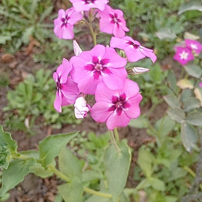 Photo of the plant species Drummond's Phlox by @SlinkyTarbush15 named Michelle Branch on Greg, the plant care app