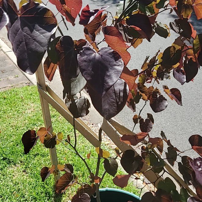 Photo of the plant species Caribbean Copper Plant by @MelodiousBlue named Harmony on Greg, the plant care app