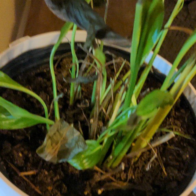 Photo of the plant species Peace Lilly by @SirRockfig4 named Peace on Greg, the plant care app
