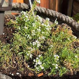 Photo of the plant species Evergreen Candytuft by @HandsomeFlax named Terra on Greg, the plant care app