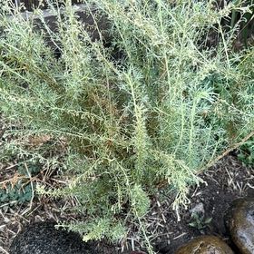 Photo of the plant species California Sagebrush by @HandsomeFlax named Kendall on Greg, the plant care app