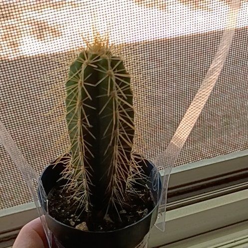 Photo of the plant species Pilosocereus azureus by @TrueBluehaze1 named Cactoreno Spikeler on Greg, the plant care app