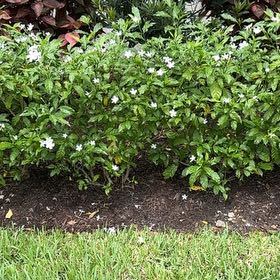 Photo of the plant species Crepe Jasmine by @AlwaysBegonia16 named Muhammad Ali on Greg, the plant care app