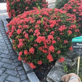 Photo of the plant species Flame of the Woods by @AlwaysBegonia16 named Fernie Mac on Greg, the plant care app
