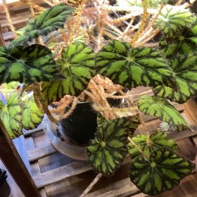 Photo of the plant species Eyelash Begonia by @YoungPuka87 named Kylie on Greg, the plant care app
