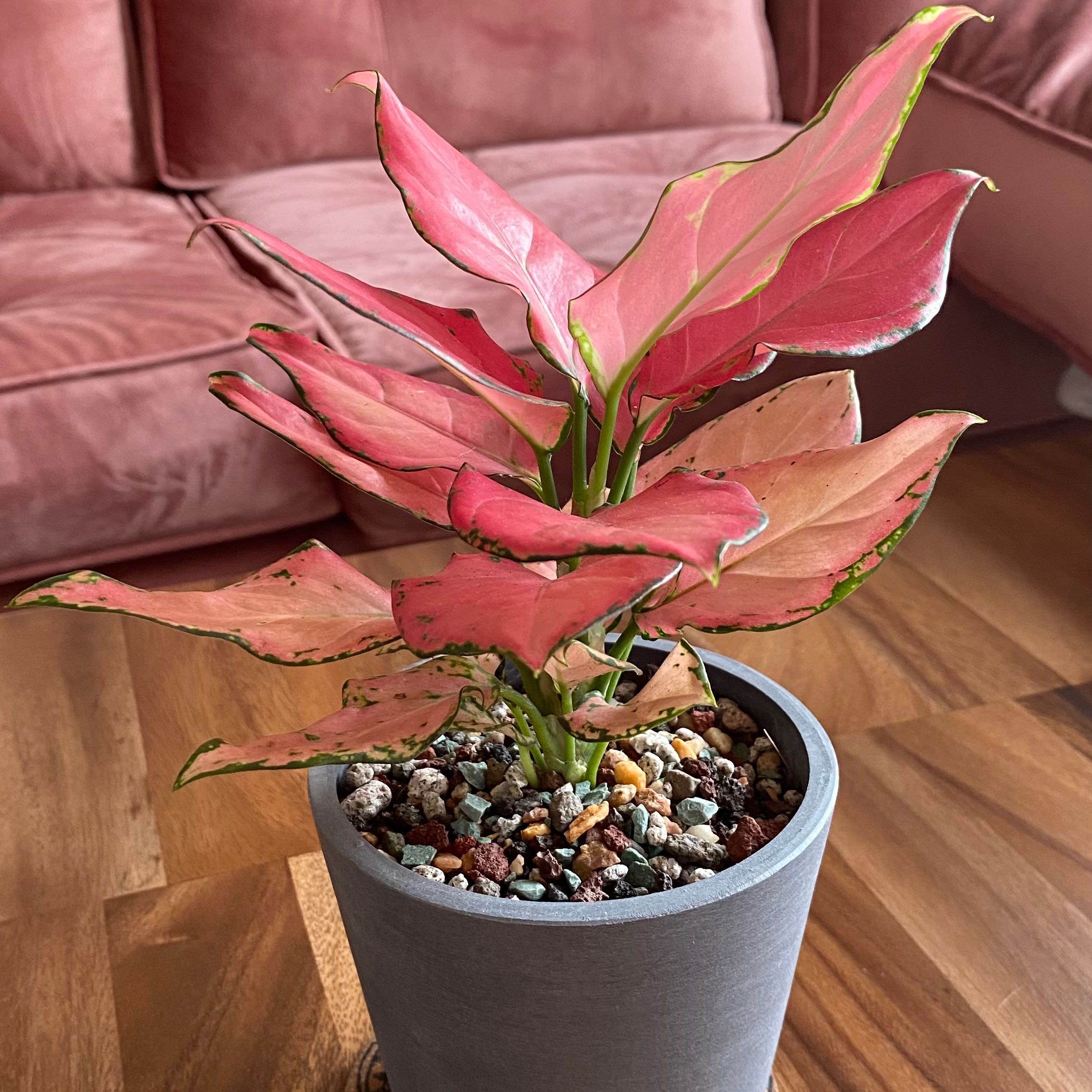 Photo of the plant species Auspicious Red Chinese Evergreen by @eksi named Coraline on Greg, the plant care app
