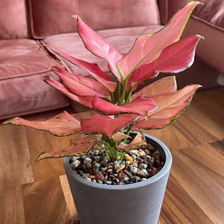 Photo of the plant species Auspicious Red Chinese Evergreen by @eksi named Coraline on Greg, the plant care app