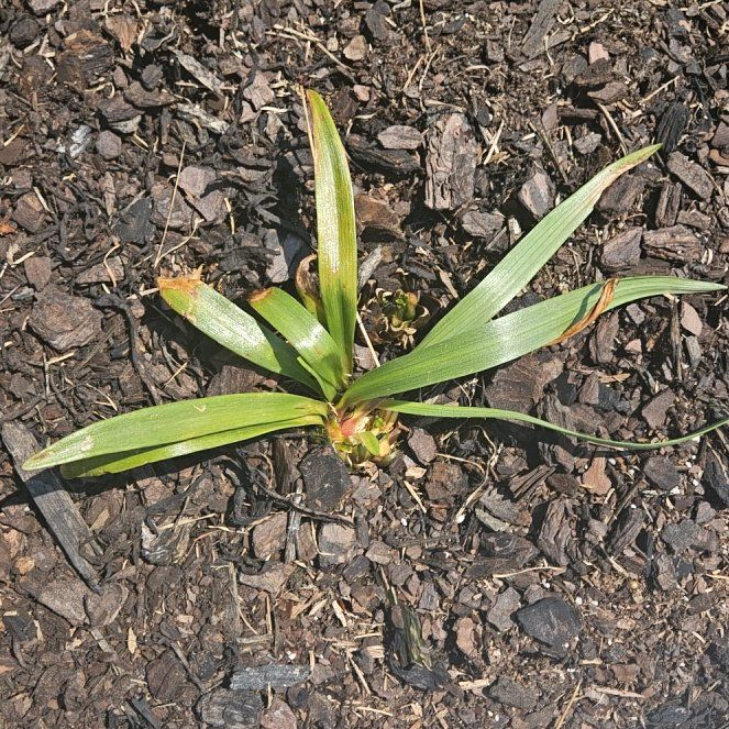 Photo of the plant species False Aloe by @TryRamsons11 named Prince on Greg, the plant care app