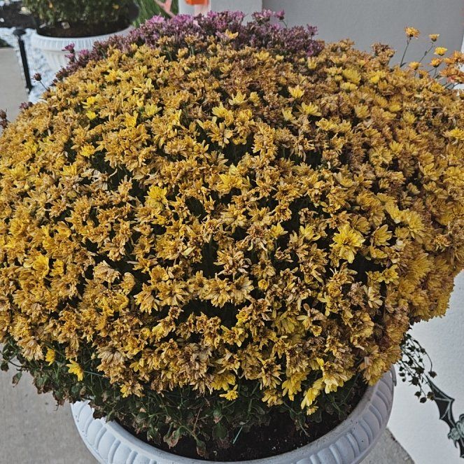 Photo of the plant species Mums by @TryRamsons11 named Bigleef Smalls on Greg, the plant care app