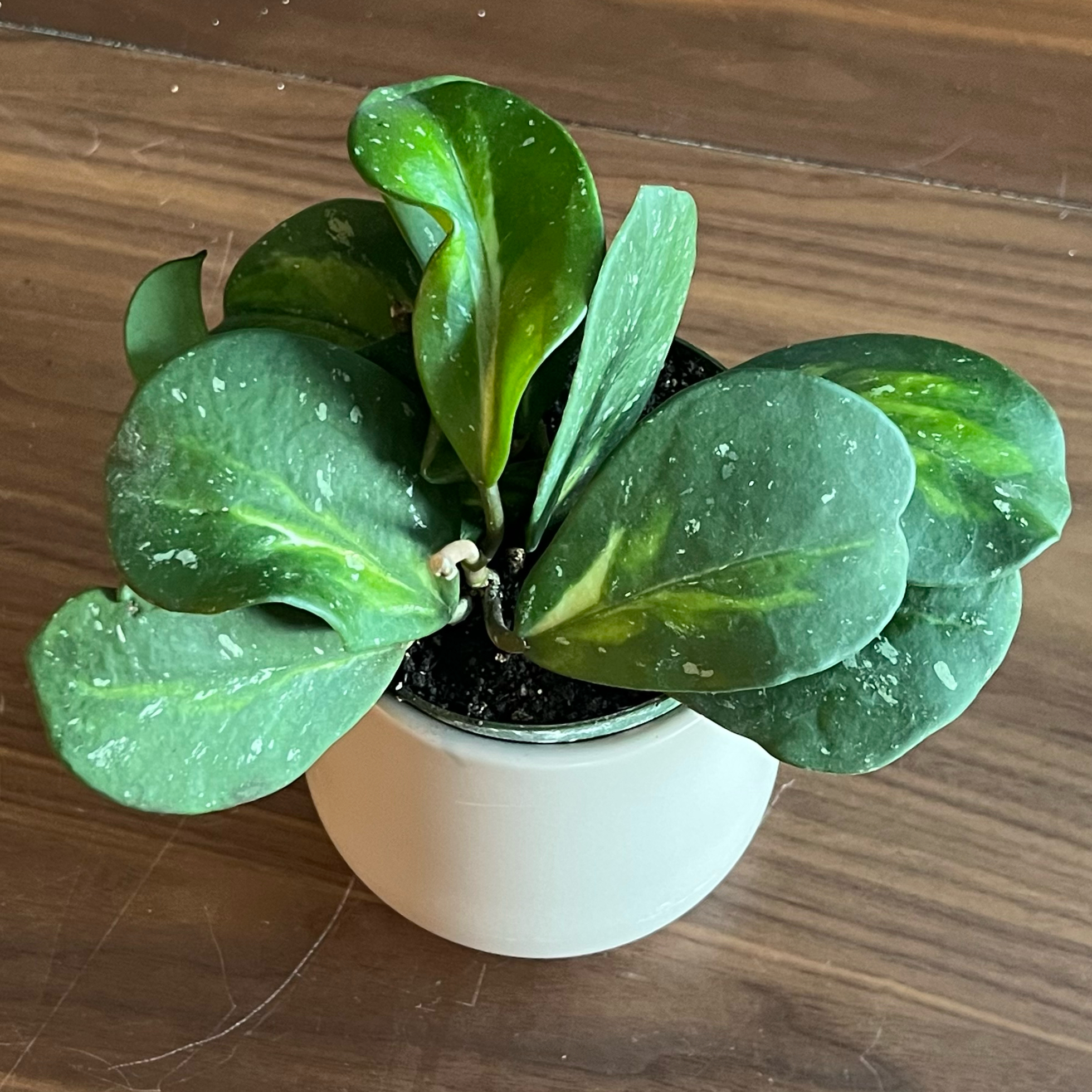 Photo of the plant species Hoya Obovata Variegated by @PoliteTitoki54 named Fernie Mercury on Greg, the plant care app