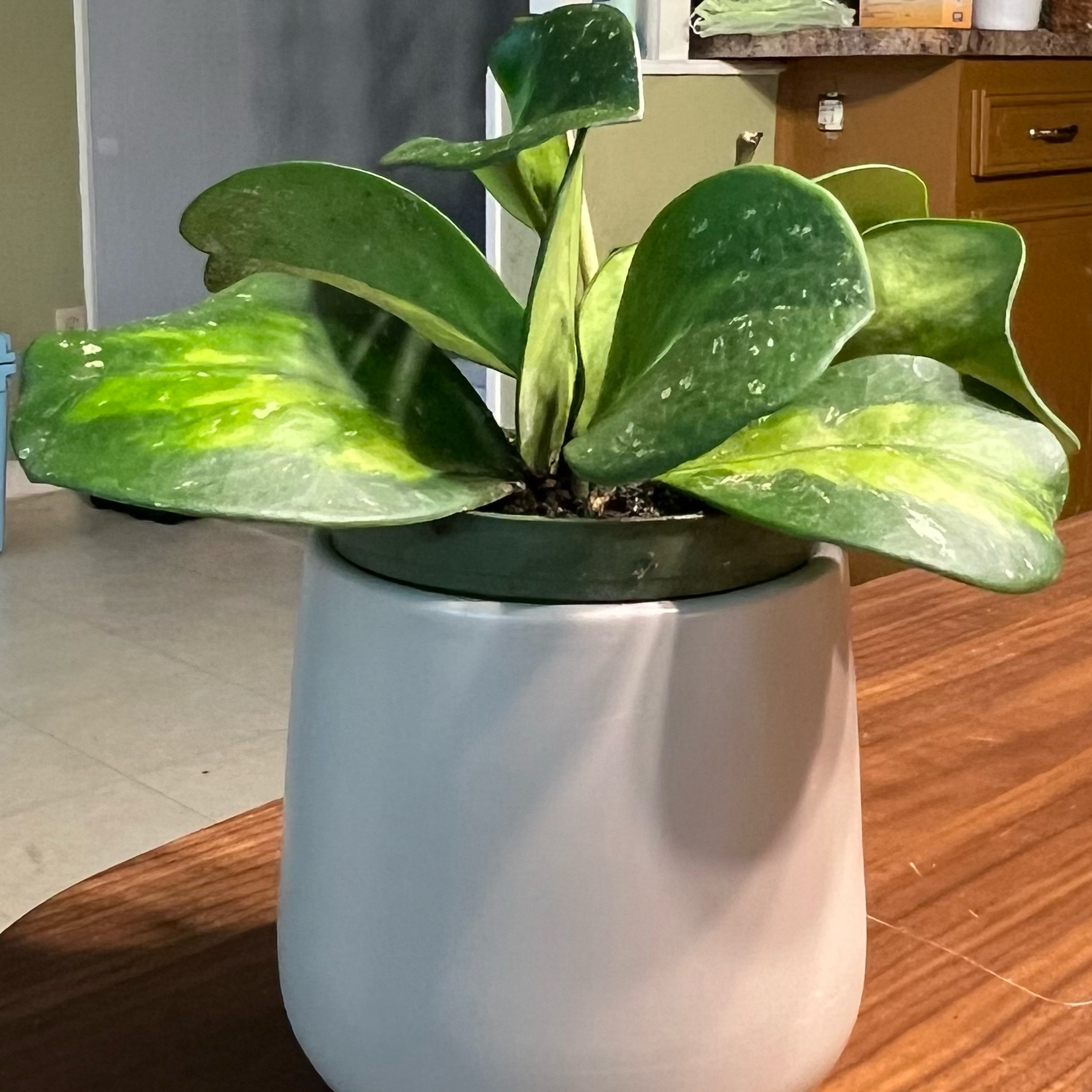 Photo of the plant species Hoya Obovata Variegated by @PoliteTitoki54 named Fernie Mercury on Greg, the plant care app