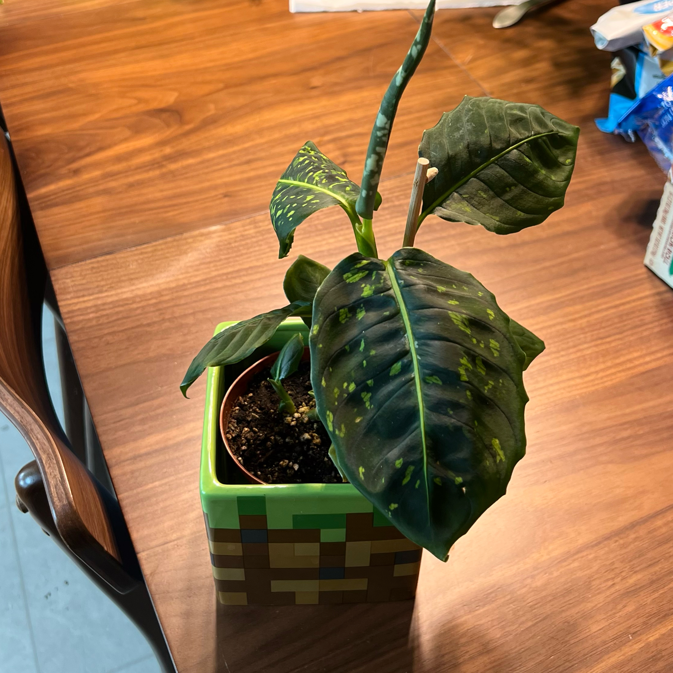 Photo of the plant species Dumb Cane 'Reflector' by @PoliteTitoki54 named Zeus on Greg, the plant care app