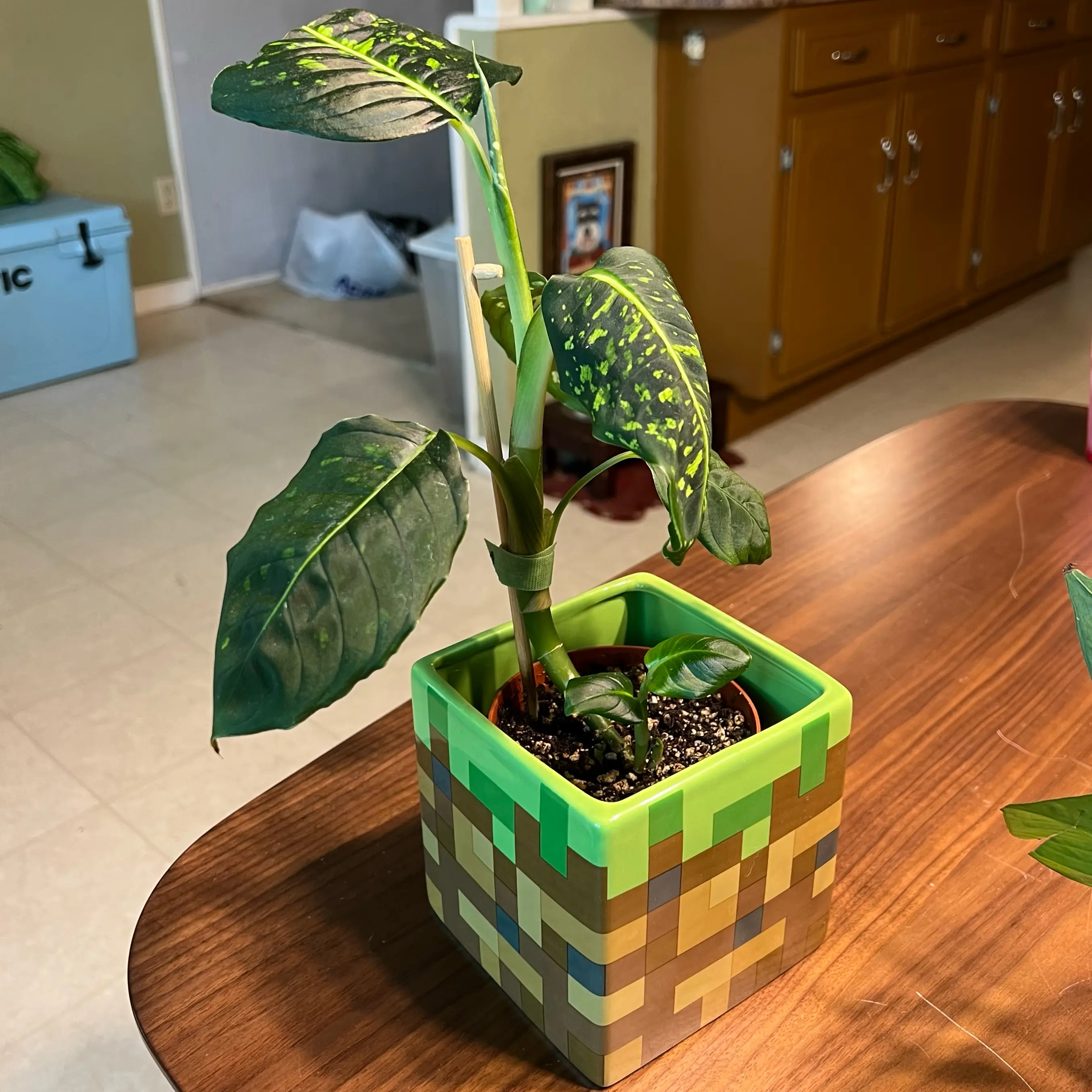 Photo of the plant species Dumb Cane 'Reflector' by @PoliteTitoki54 named Zeus on Greg, the plant care app