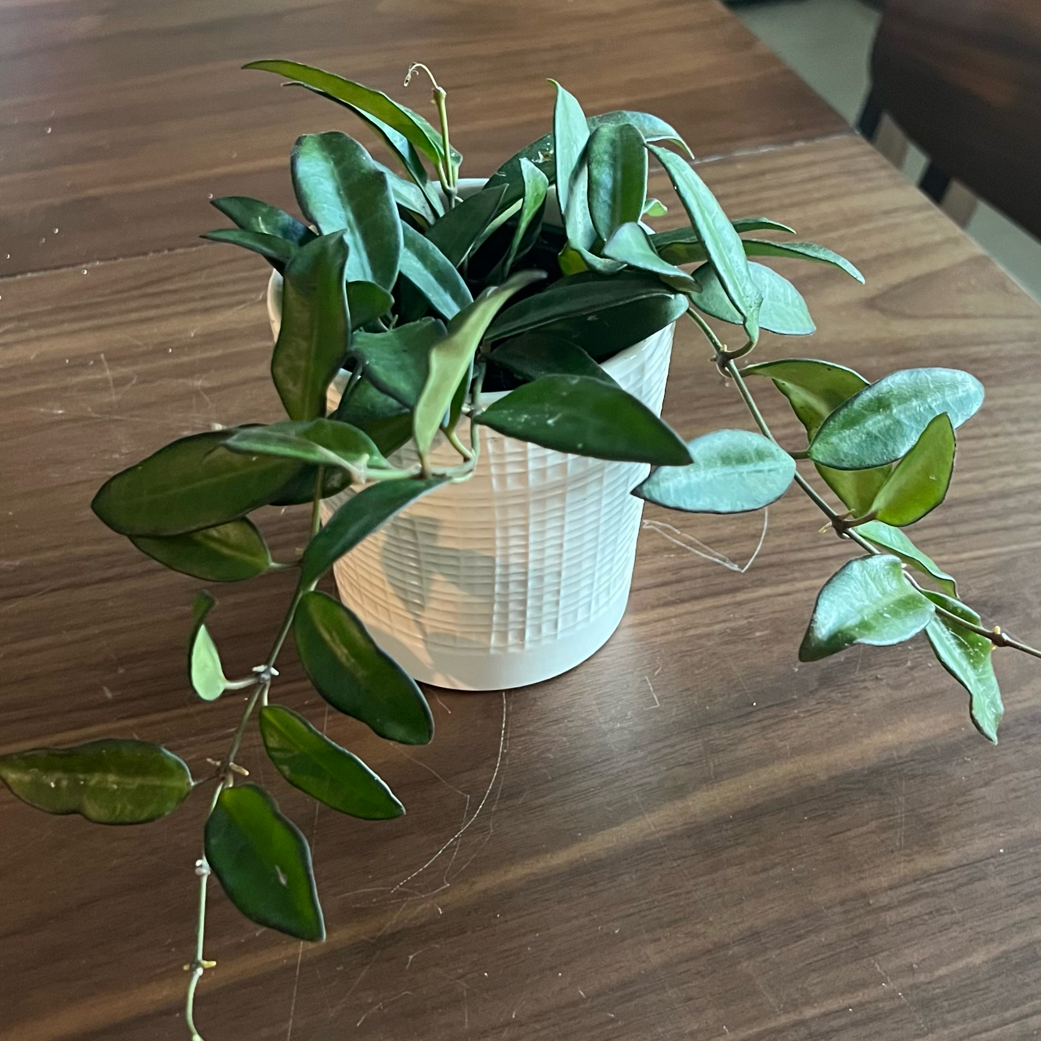 Photo of the plant species Hoya rosita 'Adrift' by @PoliteTitoki54 named Mando on Greg, the plant care app