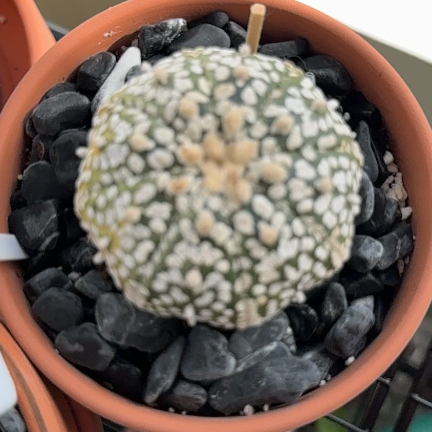 Photo of the plant species Astrophytum by @QuaintChaya82 named Delilah on Greg, the plant care app
