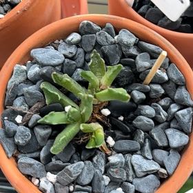 Photo of the plant species Faucaria bosscheana by @QuaintChaya82 named Bigleef Smalls on Greg, the plant care app