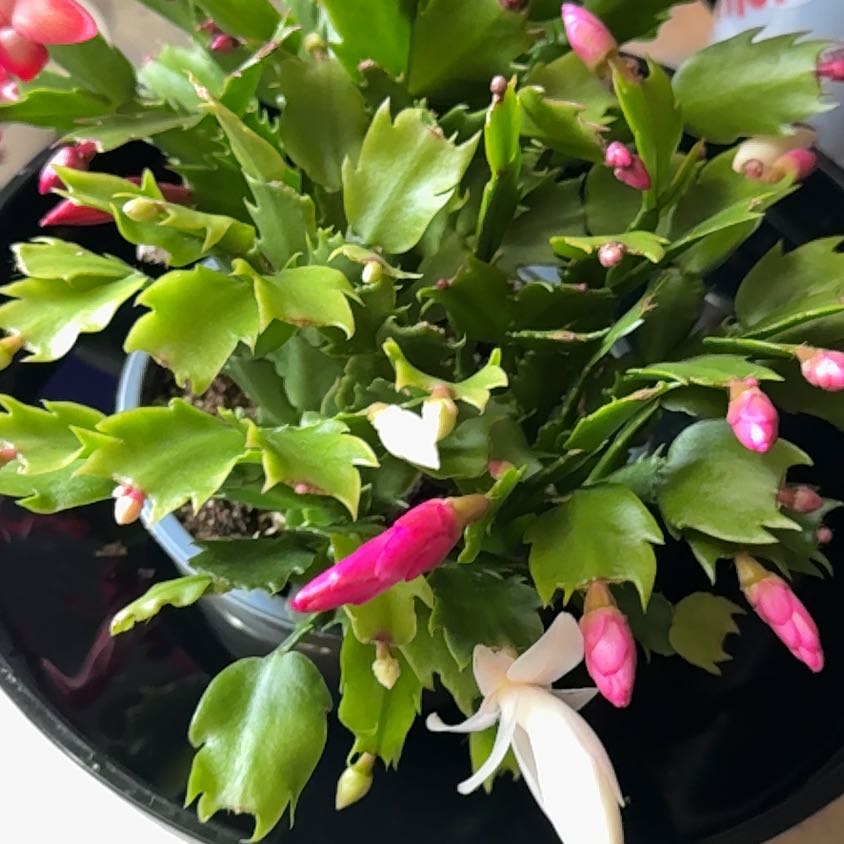 Photo of the plant species Christmas Cactus by @IdolFicus41 named Peter Parker on Greg, the plant care app