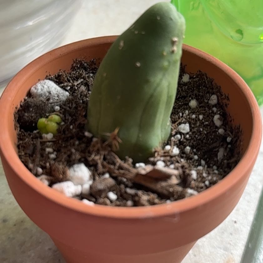 Photo of the plant species Penis cactus by @IdolFicus41 named Sonora on Greg, the plant care app