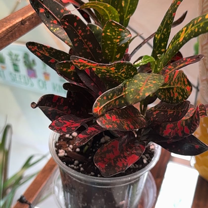 Photo of the plant species Bush on Fire Croton by @IdolFicus41 named Sir Plancelot on Greg, the plant care app