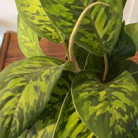 Photo of the plant species Homalomena rubescens 'Camouflage' by @IdolFicus41 named Marilyn on Greg, the plant care app