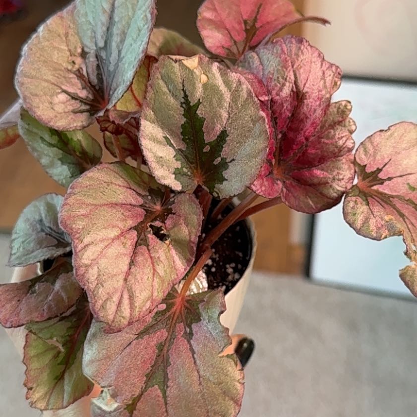 Photo of the plant species Begonia by @IdolFicus41 named Nemo on Greg, the plant care app