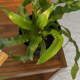 Photo of the plant species Hurricane Fern by @IdolFicus41 named Austen on Greg, the plant care app