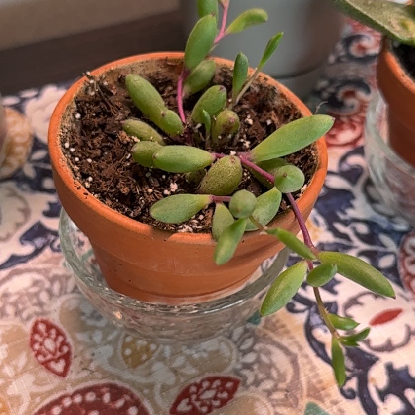 Photo of the plant species ruby necklace by @IdolFicus41 named Spike Leaves on Greg, the plant care app