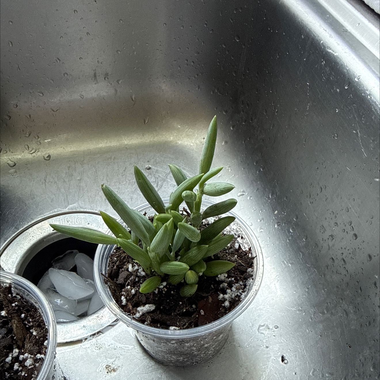 Photo of the plant species Blue Pickle Vine by @IdolFicus41 named Aria on Greg, the plant care app