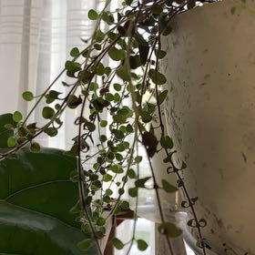 Photo of the plant species Greek Oregano by @CordialCobnut81 named Fernie Mac on Greg, the plant care app