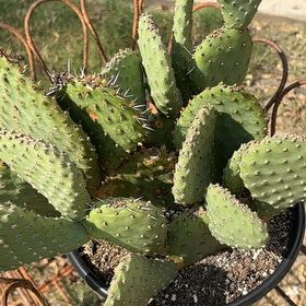 Photo of the plant species Opuntia polyacantha 'Orange Chiffon' by @CopiousGinger34 named Big Toby on Greg, the plant care app