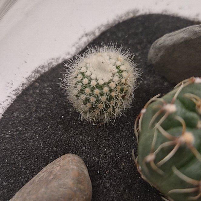 Photo of the plant species Silver Barrel Cactus by @LuckyBrushbox4 named Forrest on Greg, the plant care app