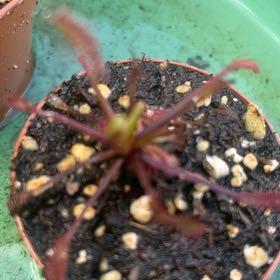 Photo of the plant species Oblong-Leaved Sundew by @GentleAnise16 named Kobe on Greg, the plant care app